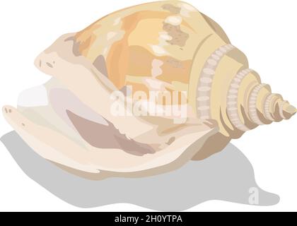 Conchiglia tropicale colorata, illustrazione vettoriale. EPS-10 separato da gruppi e livelli per una facile modifica. Illustrazione Vettoriale
