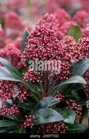 Skimmia japonica 'Rubella'. Skimmia maschile compatta in tardo inverno con germogli rossi luminosi. Foto Stock