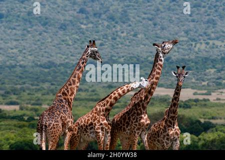 Quattro giraffe Masai, Giraffa camelopardalis, guardando in ogni modo. Masai Mara National Reserve, Kenya. Foto Stock