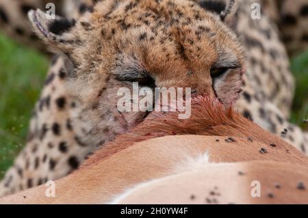 Un ghepardo, Acinonyx jubatus, nutrendo su un impala, Aepyceros melampus. Masai Mara National Reserve, Kenya. Foto Stock