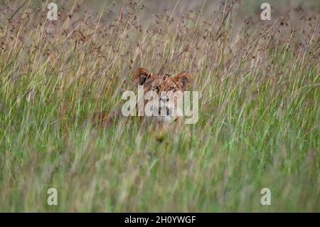Ritratto di un leone giovane, Panthera leo, nascosto in erba alta. Masai Mara National Reserve, Kenya. Foto Stock