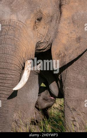 Un vitello elefante africano, Loxodonta africana, che allattano dalla madre. Masai Mara National Reserve, Kenya. Foto Stock