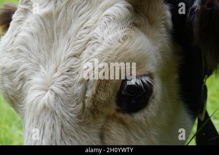 Una bella mucca che guarda da vicino nella macchina fotografica nel villaggio bavarese Birkach (Germania) Foto Stock