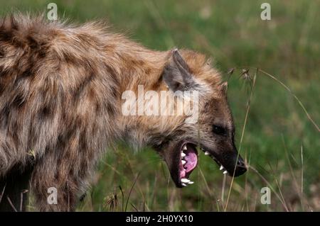 Una iena macchiata, crocuta crocuta, sbadiglio. Masai Mara National Reserve, Kenya. Foto Stock