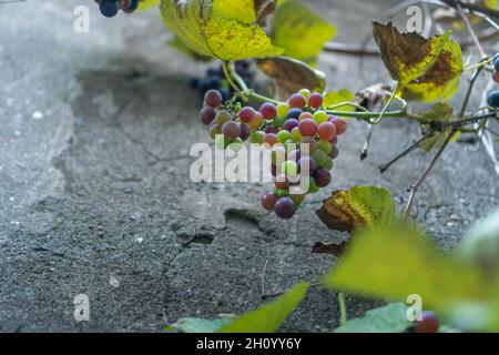 Primo piano di maturazione delle uve caserecce viola-verdi su un muro di cemento in autunno Foto Stock