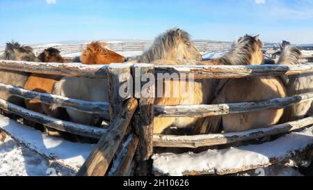 Cavalli in piedi in paddock all'aperto in inverno Foto Stock