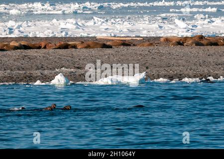 Una colonia di walrus si crogiolano su una striscia di terra e nuota nell'oceano. Moffen, Svalbard, Norvegia. Foto Stock