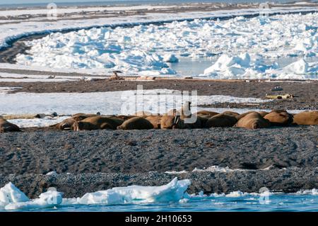 Una colonia di trichechi si crogiola su una striscia di terra in mezzo a un gallone di ghiaccio nell'Artico. Moffen, Svalbard, Norvegia. Foto Stock