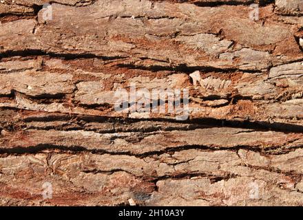 la corteccia marrone di un vecchio albero Foto Stock