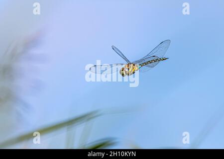 grande libellula colorata volare in cielo blu - immagine ad alta velocità Foto Stock