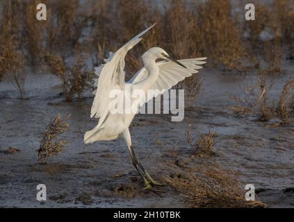 Un piccolo Egret che entra in terra con le sue ali sollevate . Approdo sul suo habitat naturale di mudflats intertidal. Norfok. REGNO UNITO Foto Stock