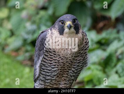 Un clsoe up di una femmina Peregrine Falcon (Falco peregrinus) Suffolk UK Foto Stock