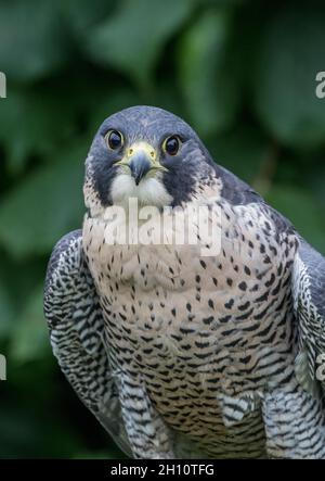 A Ritratto di una femmina Peregrine Falcon (Falco peregrinus) Suffolk UK Foto Stock