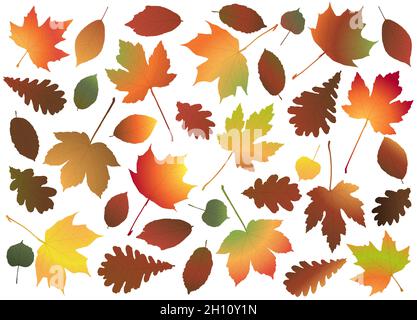 file vettoriale eps con collezione di foglie colorate di acero, quercia e di fine estate o autunno, modello per progetti pubblicitari di fine anno Illustrazione Vettoriale
