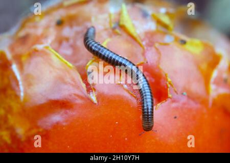 Un millipede occupato che strisciare mangiando il pomodoro nel giardino vicino alla casa. Foto Stock