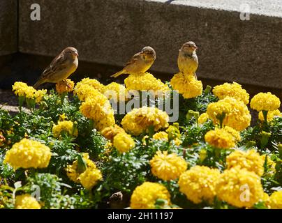 Tre passeri arroccati su garofani gialli. Foto Stock