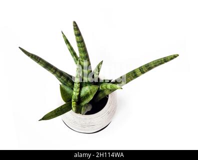 Sansevieria cylindrica in vaso var. Patula isolata su sfondo bianco. Sansevieria cylindrica nota anche come pianta cilindrica di serpente, African spea Foto Stock