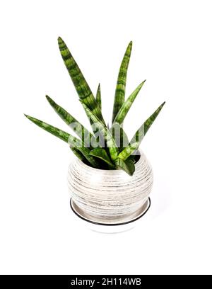 Sansevieria cylindrica var. Patula in vaso isolata su fondo bianco con percorso di taglio. Sansevieria cylindrica conosciuta anche come serpente cilindrico Foto Stock