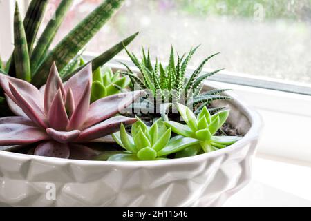 Composizione di varietà di succulenti (Echeveria Red Taurus, Horthia fasciata, Sansevieria cylindrica) in vaso di fiori bianchi in ceramica sul davanzale Foto Stock