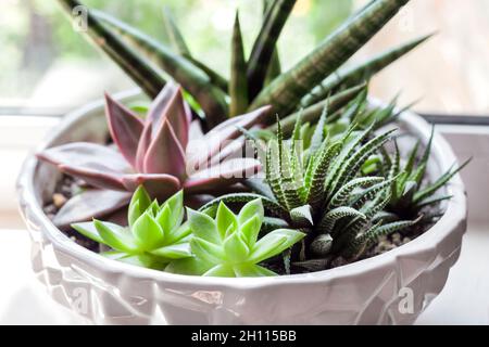 Composizione di varietà di succulenti (Echeveria Red Taurus, Horthia fasciata, Sansevieria cylindrica) in vaso di fiori bianchi in ceramica sul davanzale Foto Stock