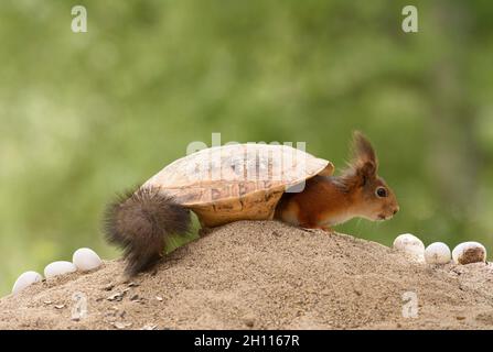 lo scoiattolo rosso è in piedi in un guscio di tartaruga con le uova Foto Stock