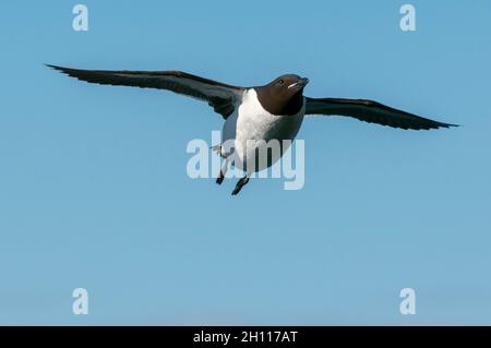 Un primo piano di un guillemot di Brunnich, Uria lomvia, in volo. Longyearbyen, Spitsbergen Island, Svalbard, Norvegia. Foto Stock