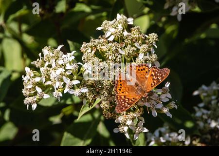 Alimentazione farfalla dell'imperatore tawny Foto Stock