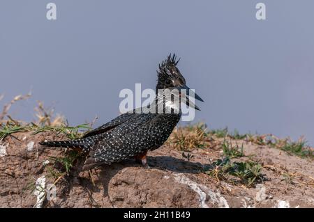 Ritratto di un gigantesco Martin pescatore, Megaceryle maximus. Parco Nazionale di Chobe, Botswana. Foto Stock