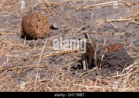 Ritratto di una manica snella, Galerella sanguinea. Savuti, Parco Nazionale di Chobe, Botswana. Foto Stock