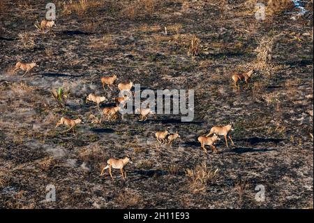 Veduta aerea di una mandria di antilopi roan, Ippocragus equino, corsa. Delta Okavango, Botswana. Foto Stock