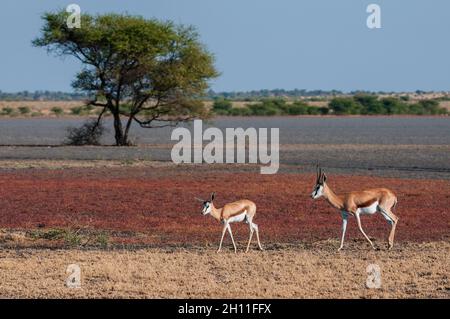 Un trampolino, Antidorcas marsupialis, con un vitello che cammina in una padella. Central Kalahari Game Reserve, Botswana. Foto Stock