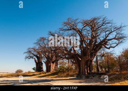 I baobab di Baines sono un gruppo di 7 baobab, specie di Adansonia, un arrangiamento insolito per questa specie. Essi sono anche noti come il SIS addormentata Foto Stock