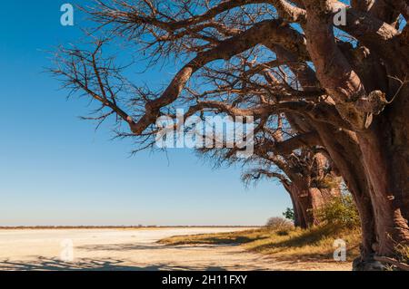 I baobab di Baines sono un gruppo di 7 baobab, specie di Adansonia, un arrangiamento insolito per questa specie. Essi sono anche noti come il SIS addormentata Foto Stock