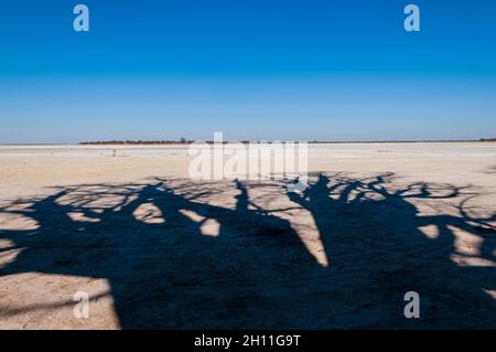 L'ombra di torreggianti baobab, specie Adansonia, su una saliera. I baobab Baines sono un gruppo di 7 baobab. Essi sono anche noti come la S. Foto Stock