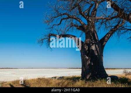 Un torreggiante albero di baobab, specie Adansonia, sul bordo di una saliera. I baobab Baines sono un gruppo di 7 baobab. Essi sono anche noti come Sl Foto Stock