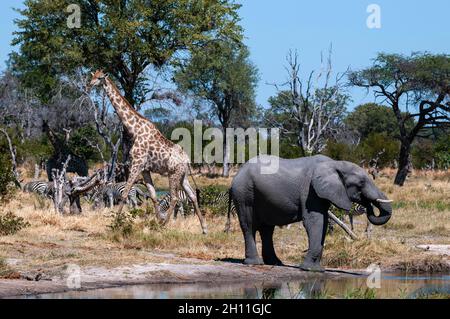Un elefante africano, Loxodonta africana, pianure zebras, Equus quagga, e una giraffa meridionale, Giraffa camelopardalis, si radunarono in un pozzo. Khwai C. Foto Stock