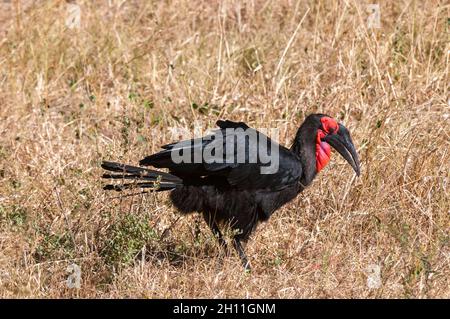 Ritratto di un hornbill suolo meridionale, Bucorvus cafer, caccia. Zona di concessione di Khwai, Delta di Okavango, Botswana. Foto Stock