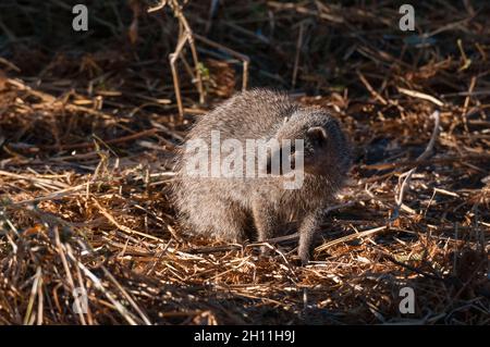 Ritratto di una manica snella, Galerella sanguinea. Zona di concessione di Khwai, Delta di Okavango, Botswana. Foto Stock