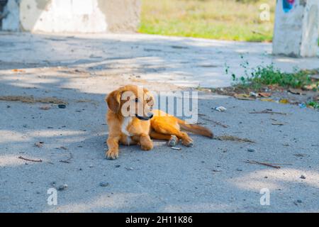 piccolo cucciolo di dachshund che giace sul marciapiede Foto Stock