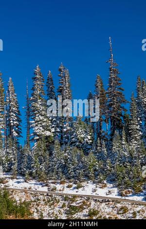 La neve di ottobre arriva nell'area Paradise del Mount Rainier National Park, Washington state, USA Foto Stock