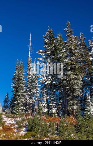 La neve di ottobre arriva nell'area Paradise del Mount Rainier National Park, Washington state, USA Foto Stock