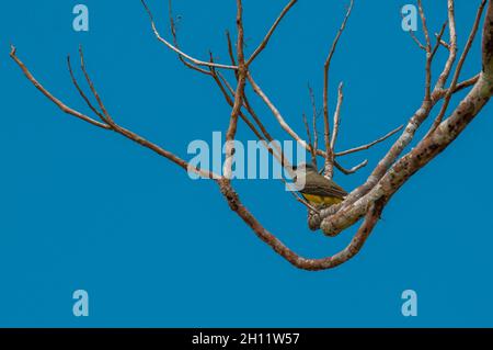 Un kingbird tropicale, Tyrannus melancholicus, che si aggirano in un albero. Penisola di OSA, Costa Rica. Foto Stock