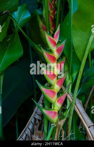 Primo piano di un fiore di heliconia. Parco Nazionale di Corcovado, penisola di Osa, Costa Rica. Foto Stock