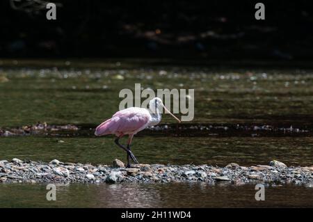 Una spatola per roseate, Platalea ajaja, che cammina sulle pietre di un fiume. Parco Nazionale di Corcovado, penisola di Osa, Costa Rica. Foto Stock