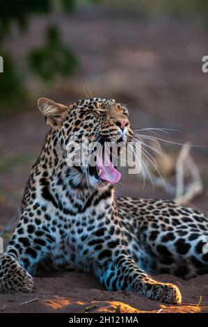 Ritratto di un leopardo, Panthera pardus, sbadiglio. Mashatu Game Reserve, Botswana. Foto Stock