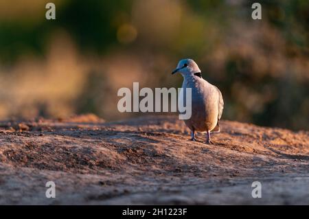Una tartaruga del Capo o colomba ad anello, Streptopelia capicola. Mashatu Game Reserve, Botswana. Foto Stock