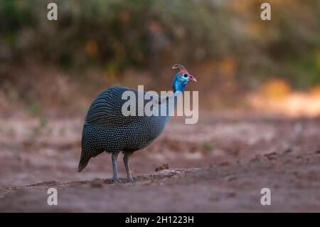 Ritratto di un guineafowl helmeted, Numida meleagris. Mashatu Game Reserve, Botswana. Foto Stock