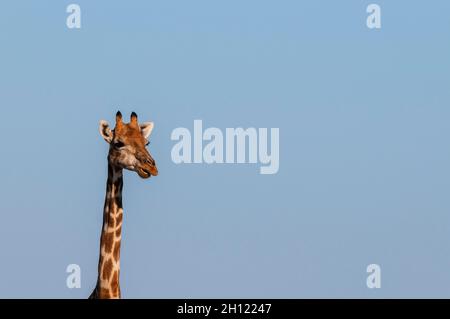 Ritratto di testa e collo di una giraffa meridionale, Giraffa camelopardalis. Mashatu Game Reserve, Botswana. Foto Stock