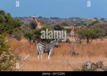 Una zebra pianeggiante, Equus quagga, e giraffe meridionali, Giraffa camelopardalis, in un paesaggio di alberi e erbe. Mashatu Game Reserve, Botswana. Foto Stock