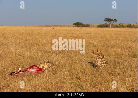 Due ghepardi, Acinonyx jubatus, che si nutrono di una uccisione più selveta. Masai Mara National Reserve, Kenya. Foto Stock